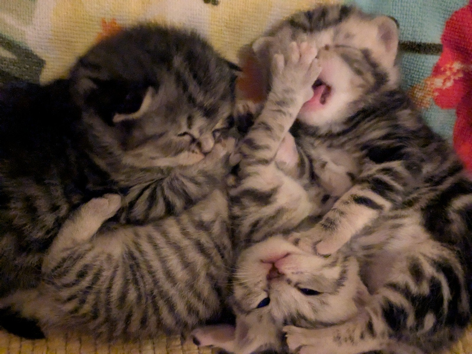 Schattige tabby kittens deels Britse korthaar, Meerdere dieren