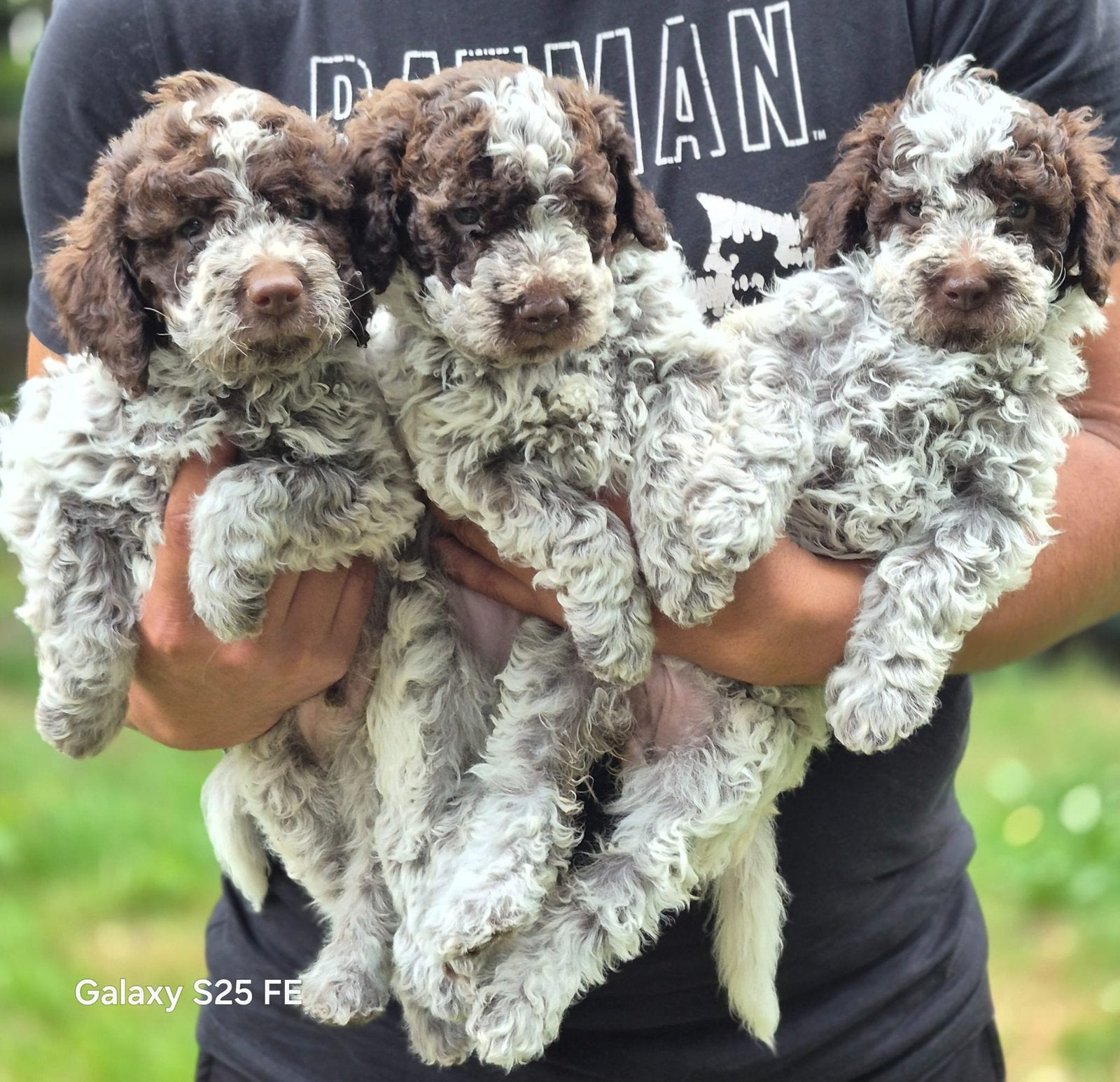 Italiaanse waterhond puppys, Dieren en Toebehoren, Honden | Niet-rashonden, België, Parvo, Particulier, 8 tot 15 weken