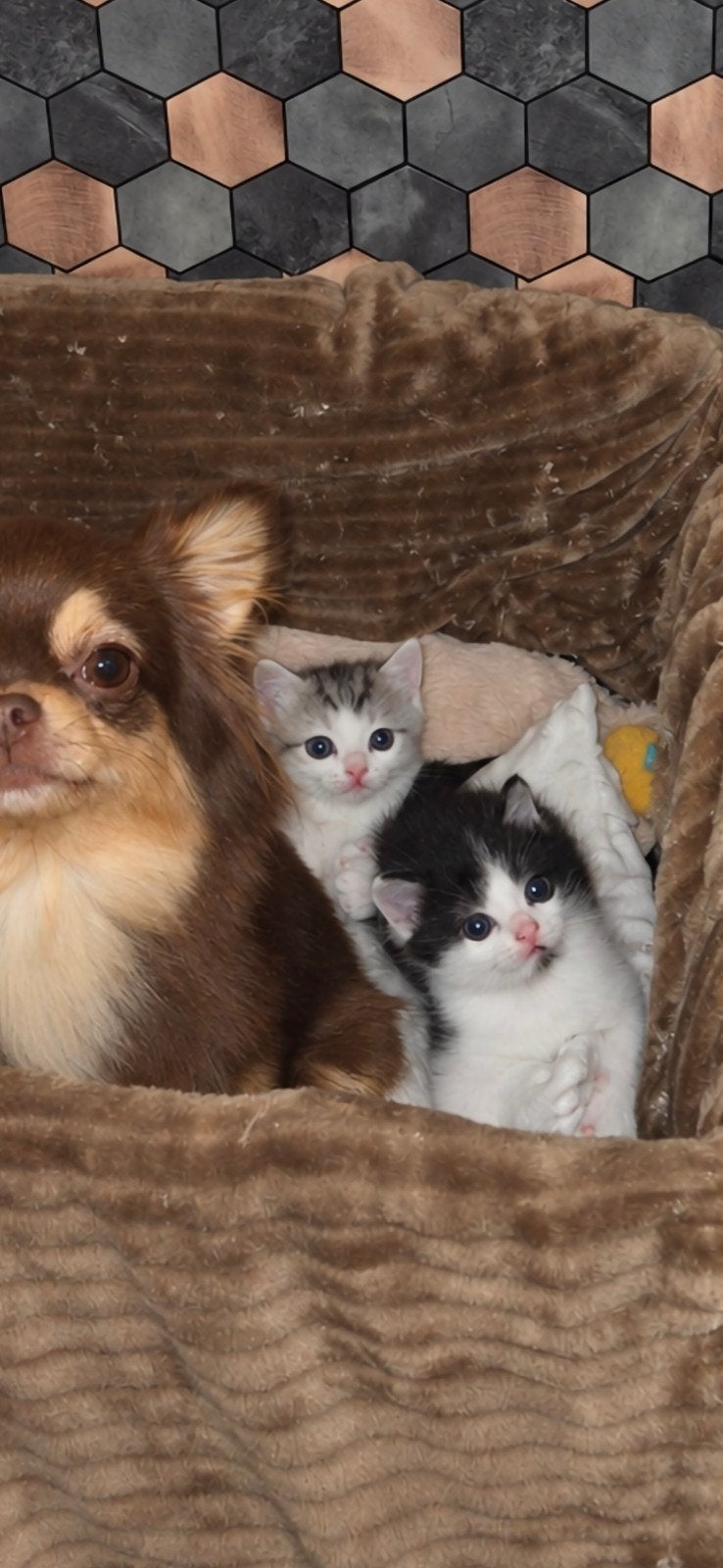 Half Perzische kittens ♡, Dieren en Toebehoren, Meerdere dieren