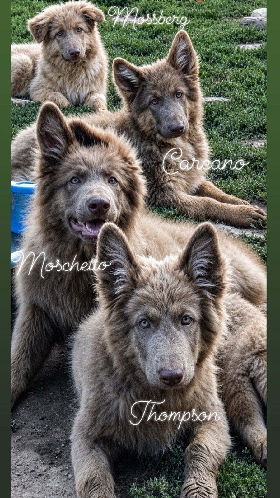 Langhaar isabella (lilac) Duitse Herder pups, Particulier, 8 tot 15 weken, Buitenland, Parvo