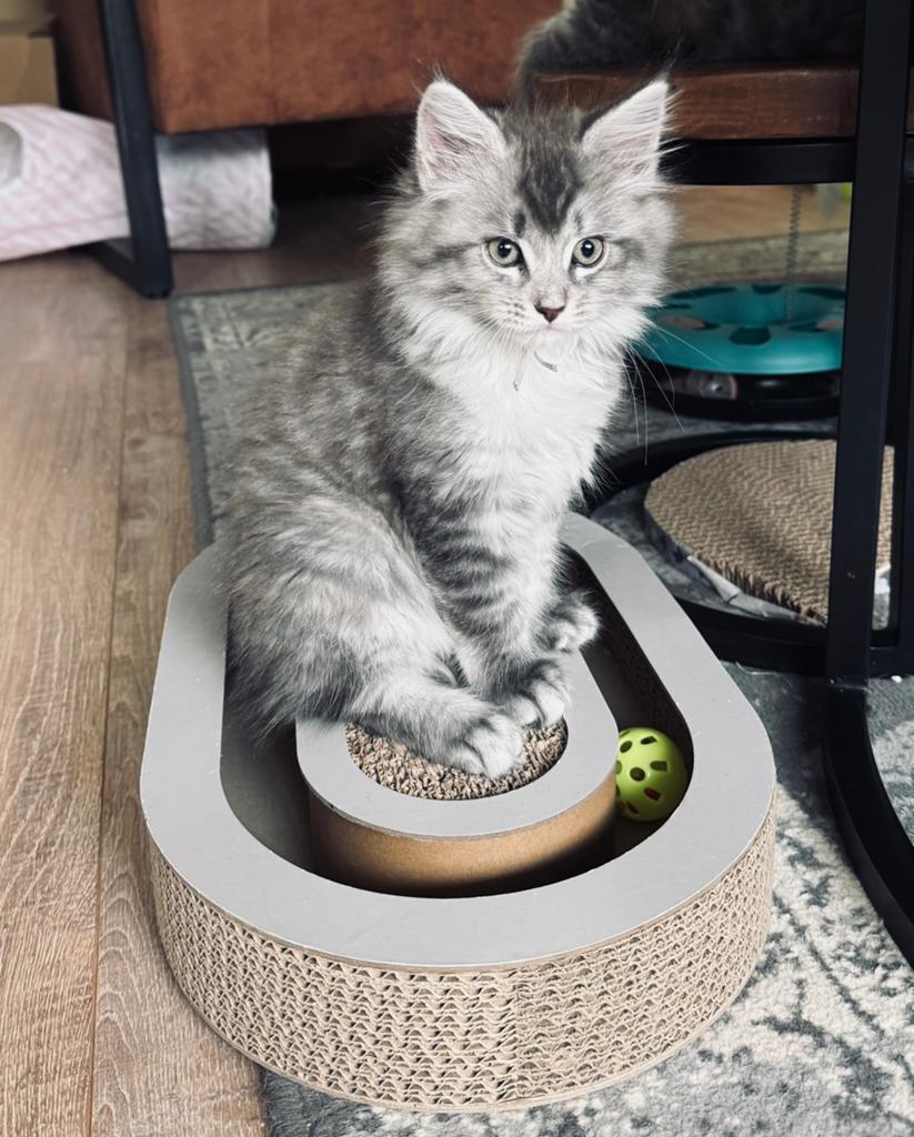 Maine Coon kittens, Meerdere dieren, Ontwormd, 0 tot 2 jaar