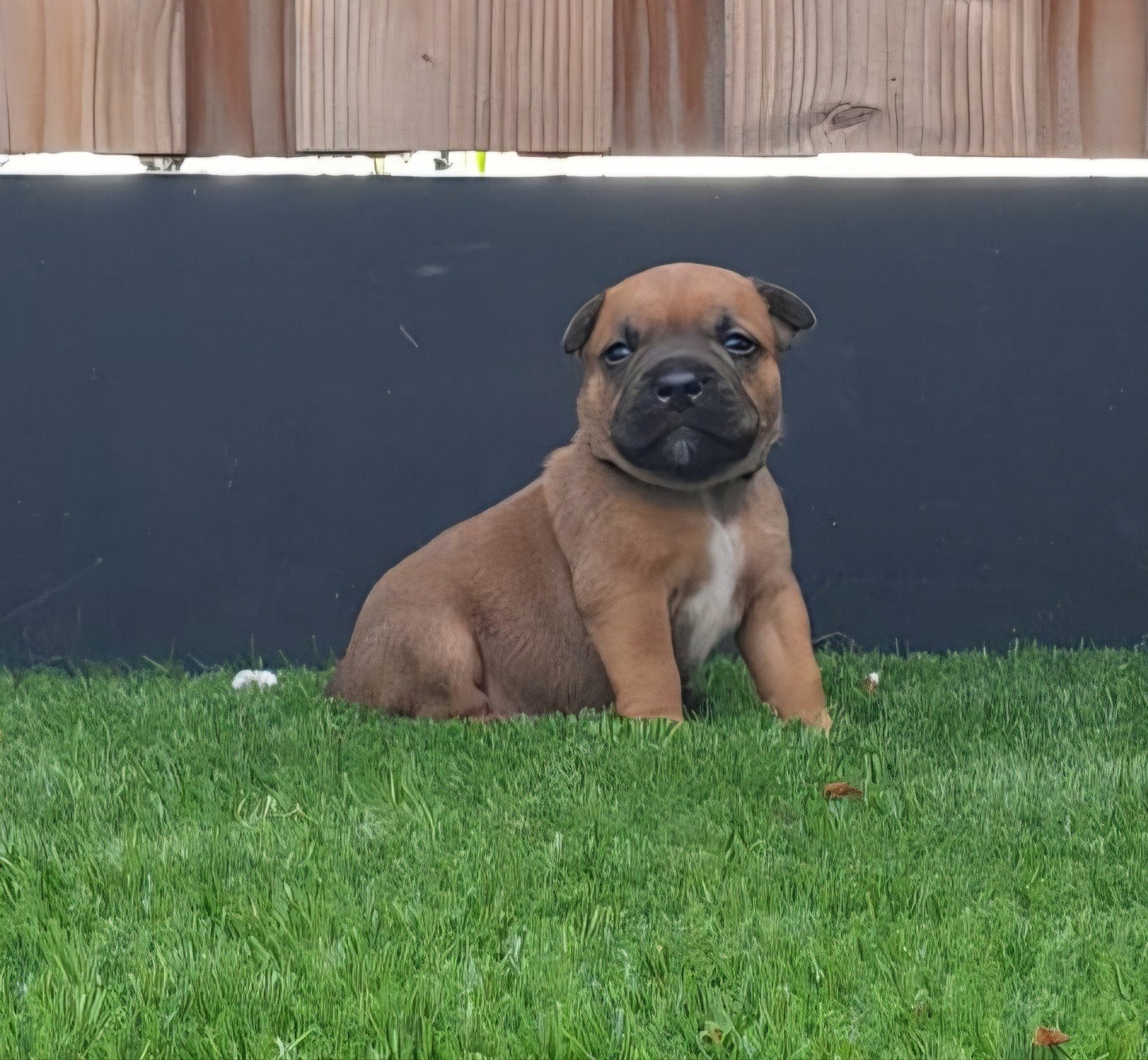 Prachtige pups te koop, Overige rassen, 8 tot 15 weken, Meerdere, Meerdere dieren