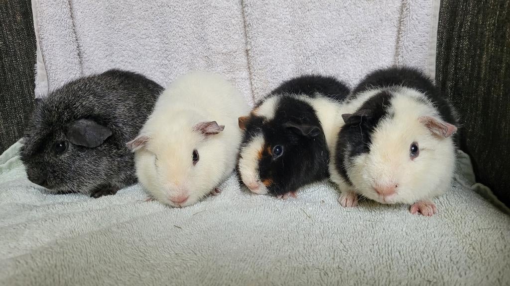 Jonge cavia's zilveragouti en US Teddy, Dieren en Toebehoren, Meerdere dieren, Tam, Maart, Cavia
