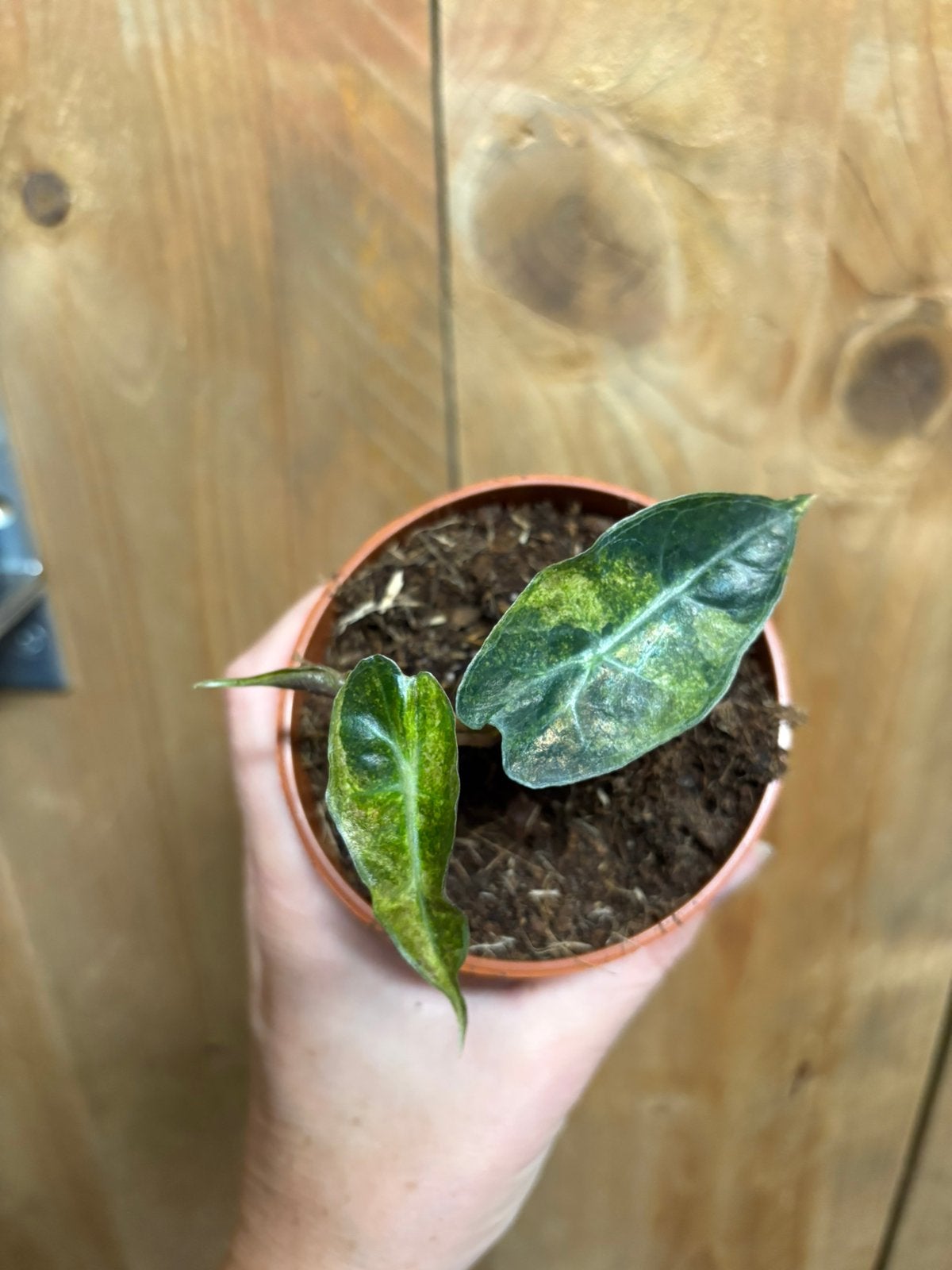 Alocasia amazonica polly plant aurea yellow mint variegata, Ophalen of Verzenden, Halfschaduw, Minder dan 100 cm