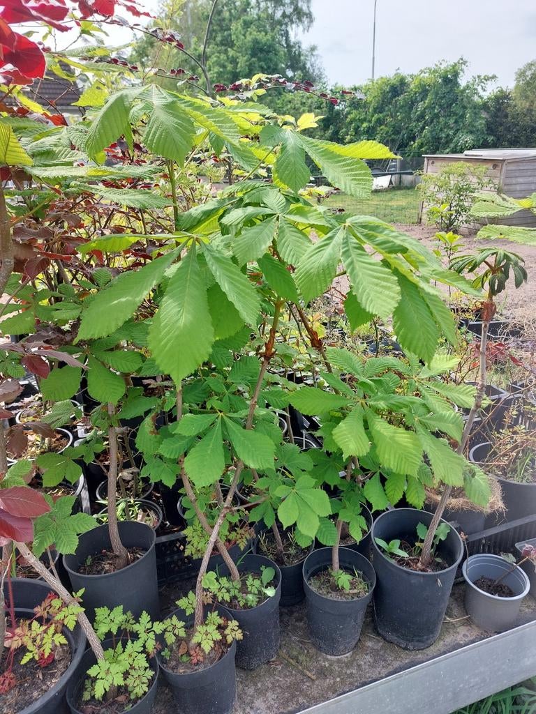 Kastanje bomen, Ophalen, Volle zon, Overige soorten