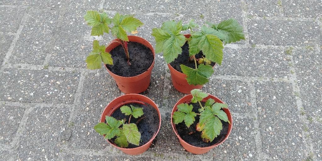 bramen planten / bramen stekken, Ophalen, Vaste plant, Fruitplanten, Volle zon
