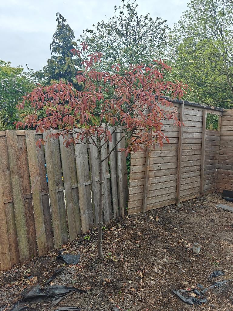 Photinia fraseri 'Red Robin, Tuin en Terras, Ophalen, Halfschaduw, Overige soorten, Lente