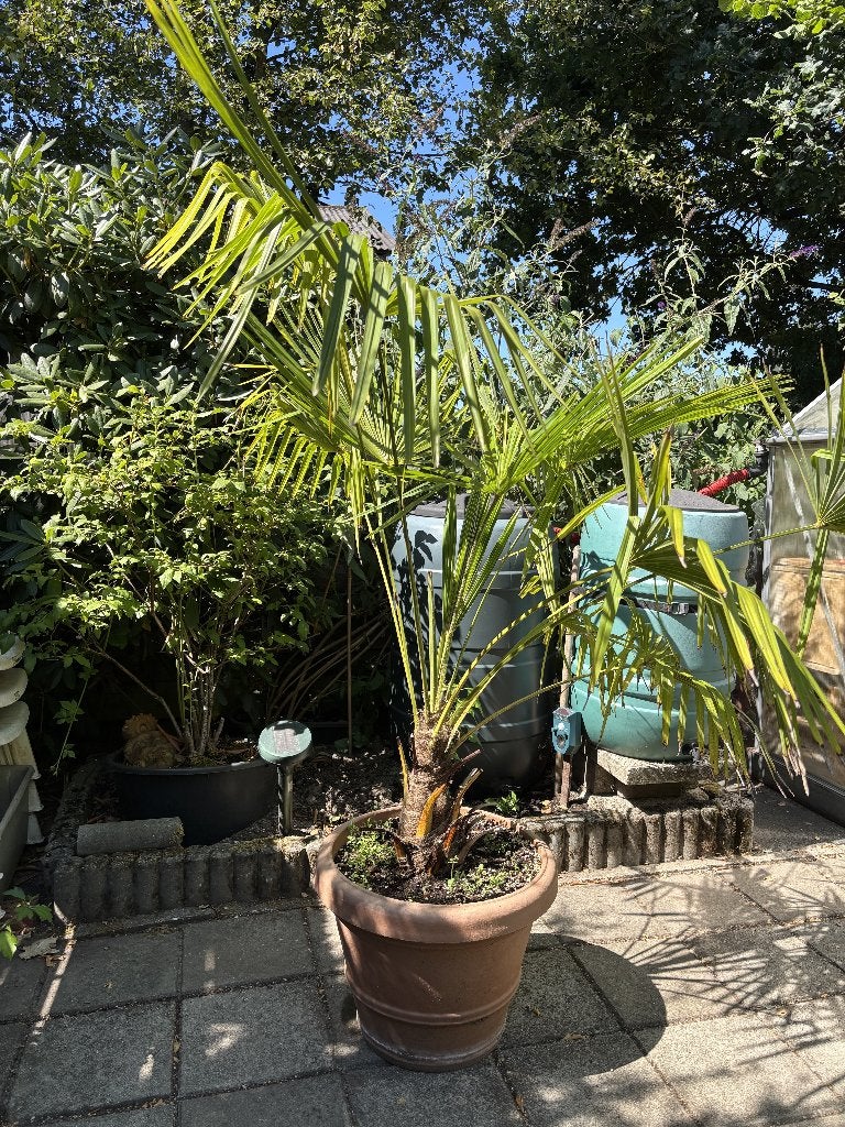 Trachycarpus Fortunei  winterharde palm, Tuin en Terras, Planten | Tuinplanten, Volle zon, Vaste plant, Zomer, Ophalen