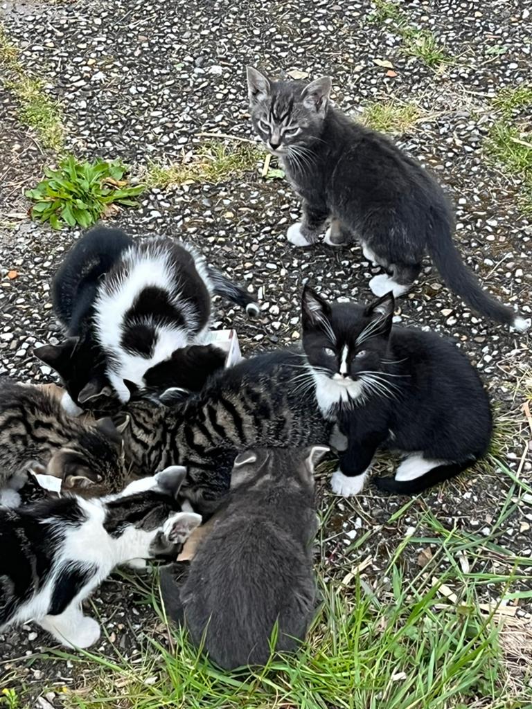 Kittens, Ingeënt