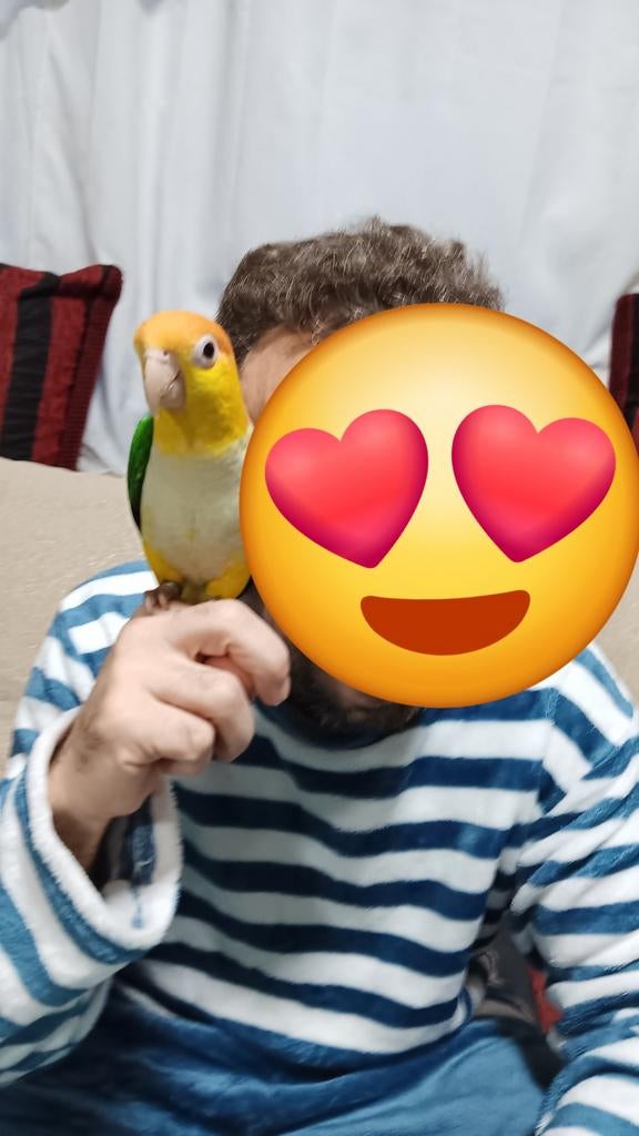 2 tamme Caique papegaaien vrouwtjes 550€ per stuk, Dieren en Toebehoren, Vogels | Parkieten en Papegaaien, Vrouwelijk, Papegaai