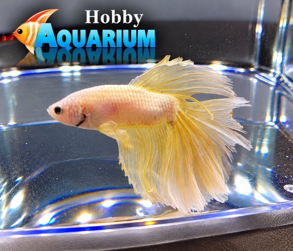 Hobbyaquarium  Betta SP Halfmoon Dragon xl woe 21 okt 12/20u, Vis, Zoetwatervis