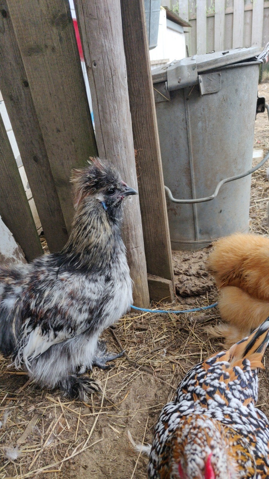 Zijdehoen hanen. En koppel sabelpoot., Meerdere dieren, Kip