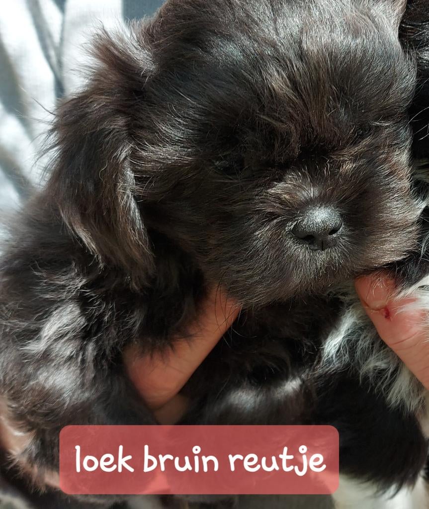 Boomer pups, 9 weken, laatste 2 reutjes., Overige rassen, 8 tot 15 weken, Parvo, Meerdere