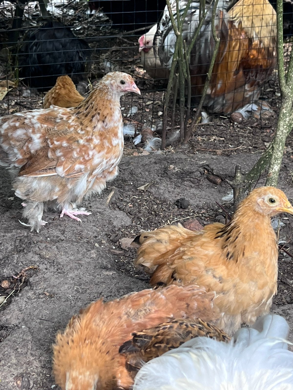 Cochin kriel kuiken (uit ei vanaf: 17 mei 2026), Vrouwelijk, Kip