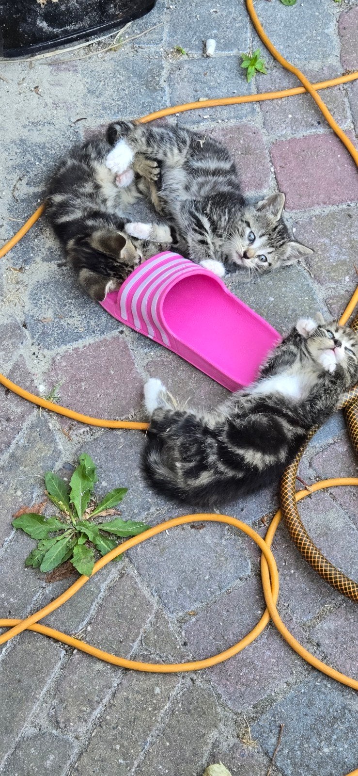 Kittens, Dieren en Toebehoren, Poes