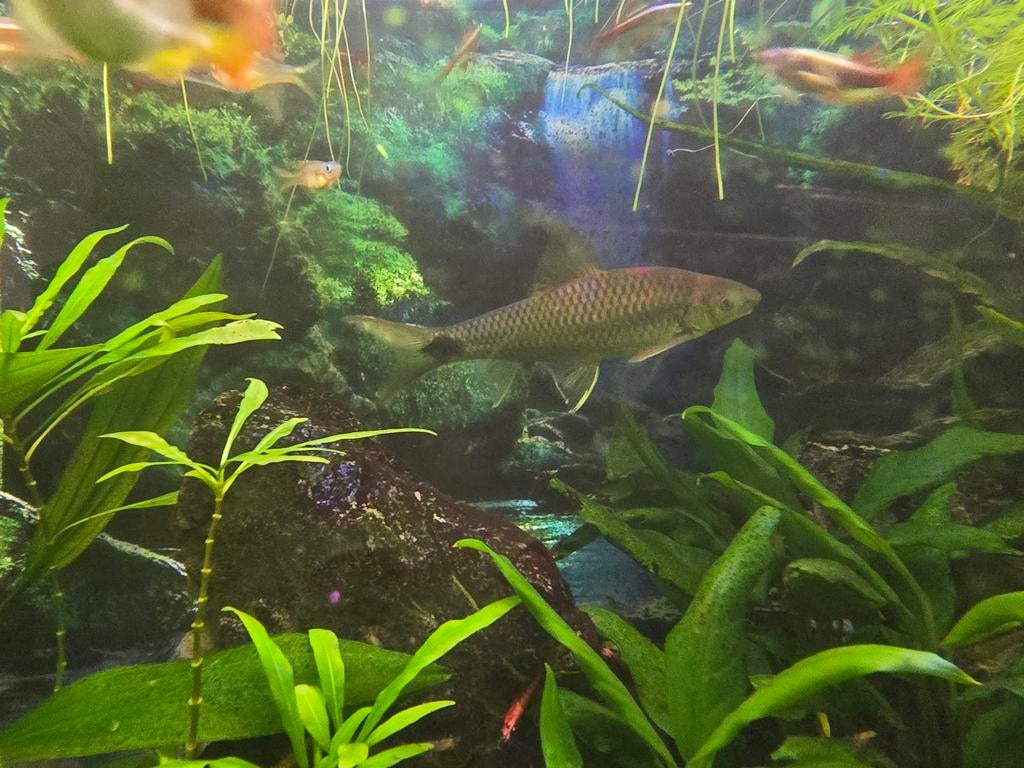 Siamese algeneter, Dieren en Toebehoren, Vissen | Aquariumvissen, Vis