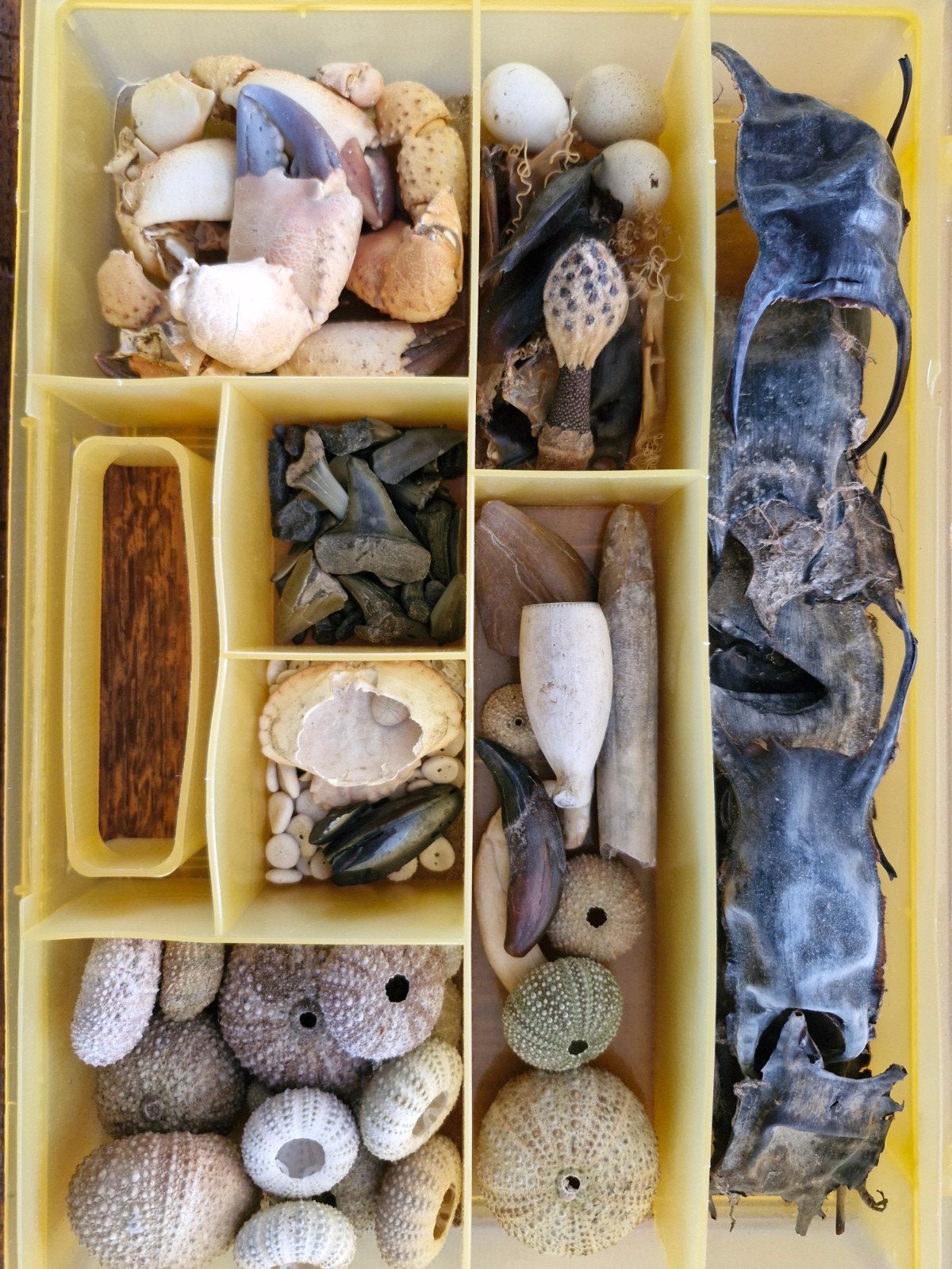 Vondsten uit de zee, haaientanden, roggen/haaieneieren, Verzamelen, Ophalen of Verzenden, Fossiel