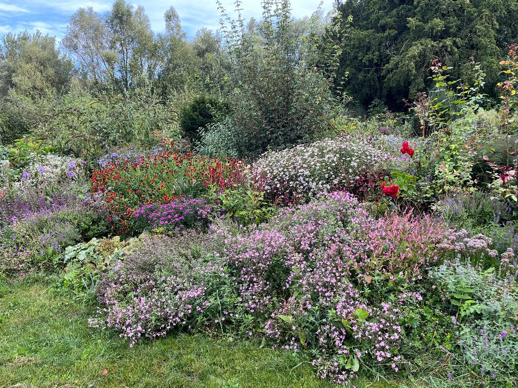 tuinplanten, Ophalen, Overige soorten, Halfschaduw