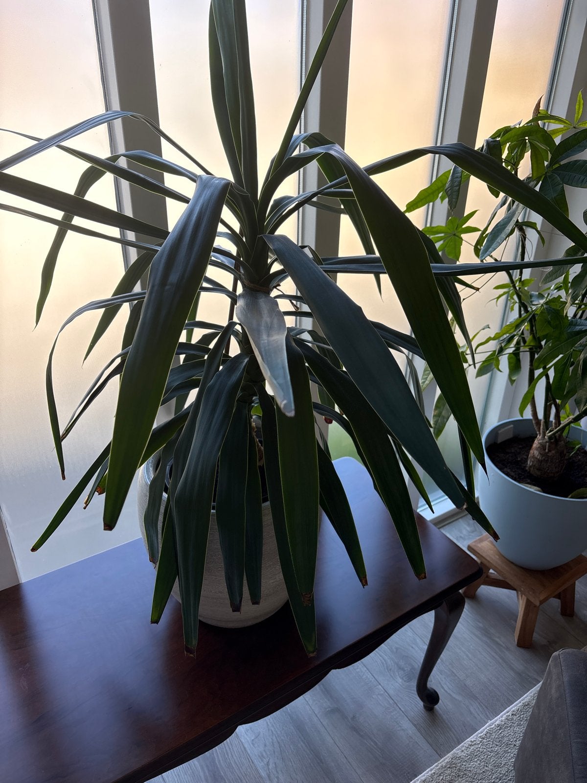 Grote Yucca kamerplant in binnenpot., Huis en Inrichting, Kamerplanten, Ophalen, 100 tot 150 cm, Halfschaduw, Yucca