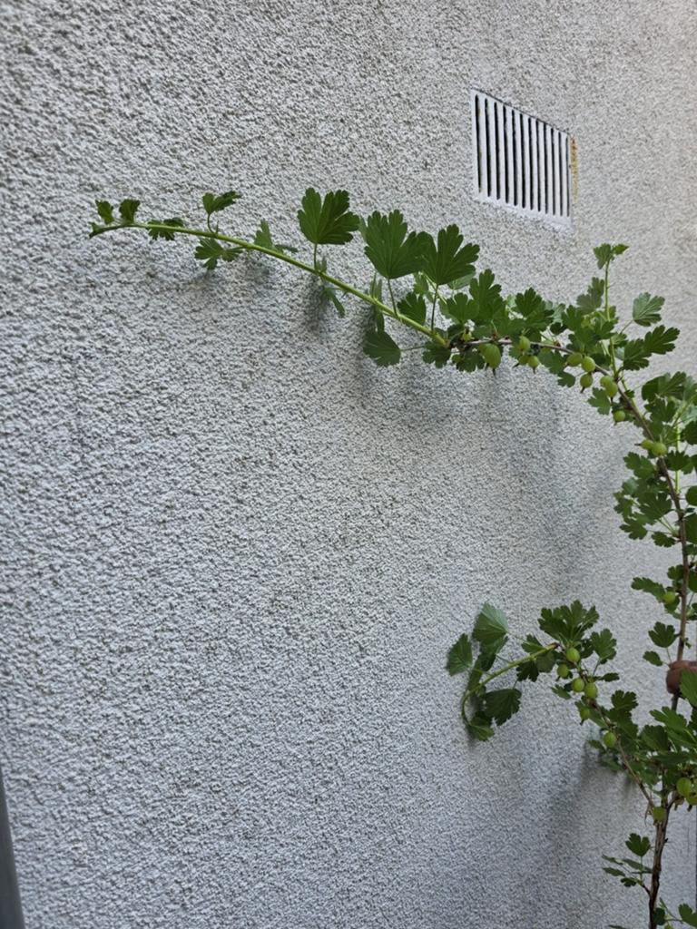 Kruisbes stekjes, Tuin en Terras, Ophalen, Volle zon, Vaste plant, Fruitplanten