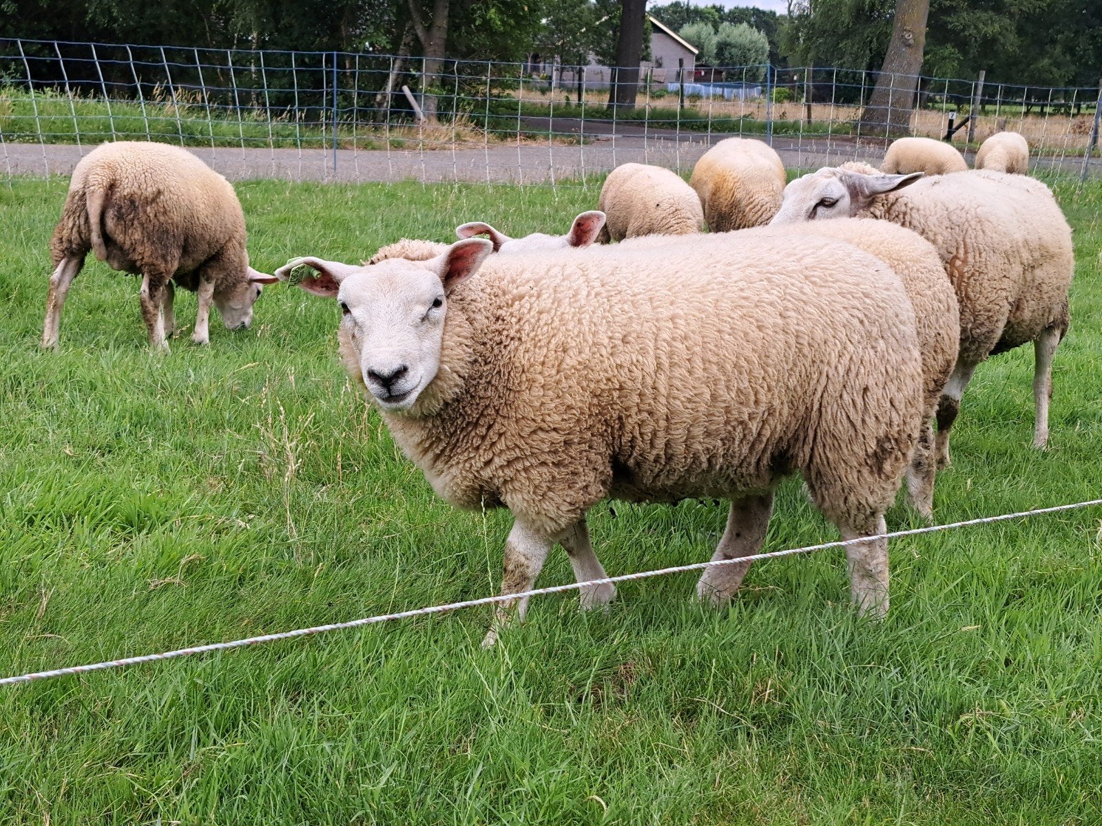 2 Swifter ooilammeren 3 Swifter ramlammeren, Dieren en Toebehoren, Schapen, Geiten en Varkens, Meerdere dieren, Schaap, 0 tot 2 jaar