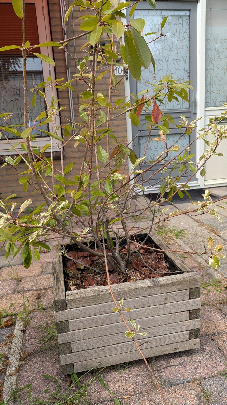 photinia glansmispel  red robin in houten bak - plant tuin, Tuin en Terras, Ophalen, Gebruikt, Vierkant, 60 tot 100 cm