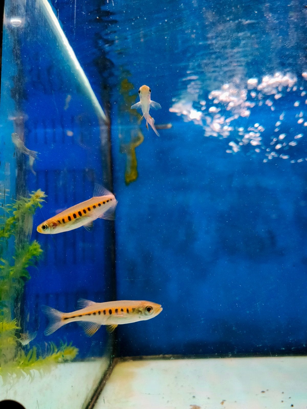 Lake Inle Danio (Inlecypris auropurpureus), Dieren en Toebehoren