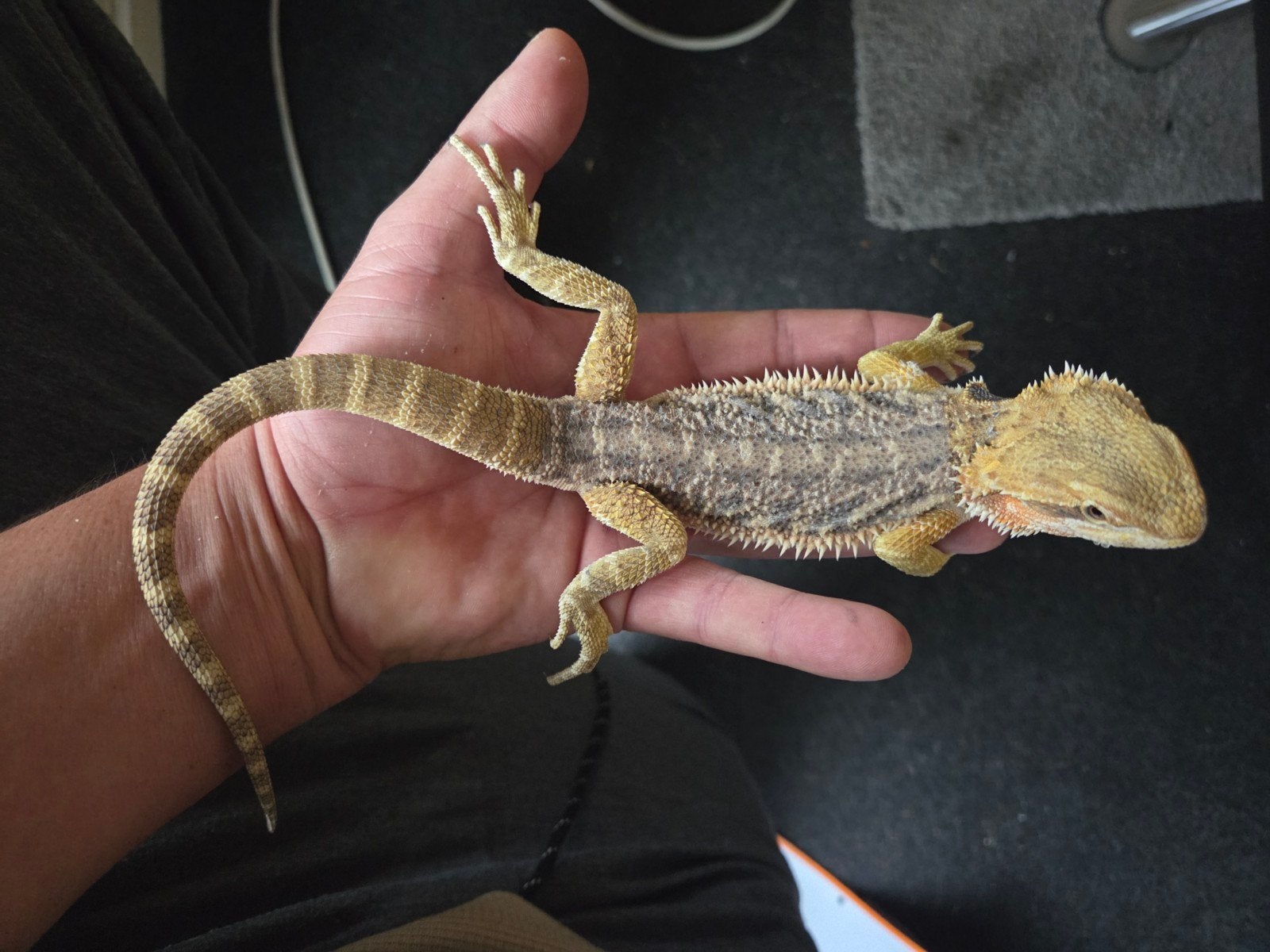 Baardagaam Pogona Vitticeps Citrus Dunner Bearded Dragon photo 4