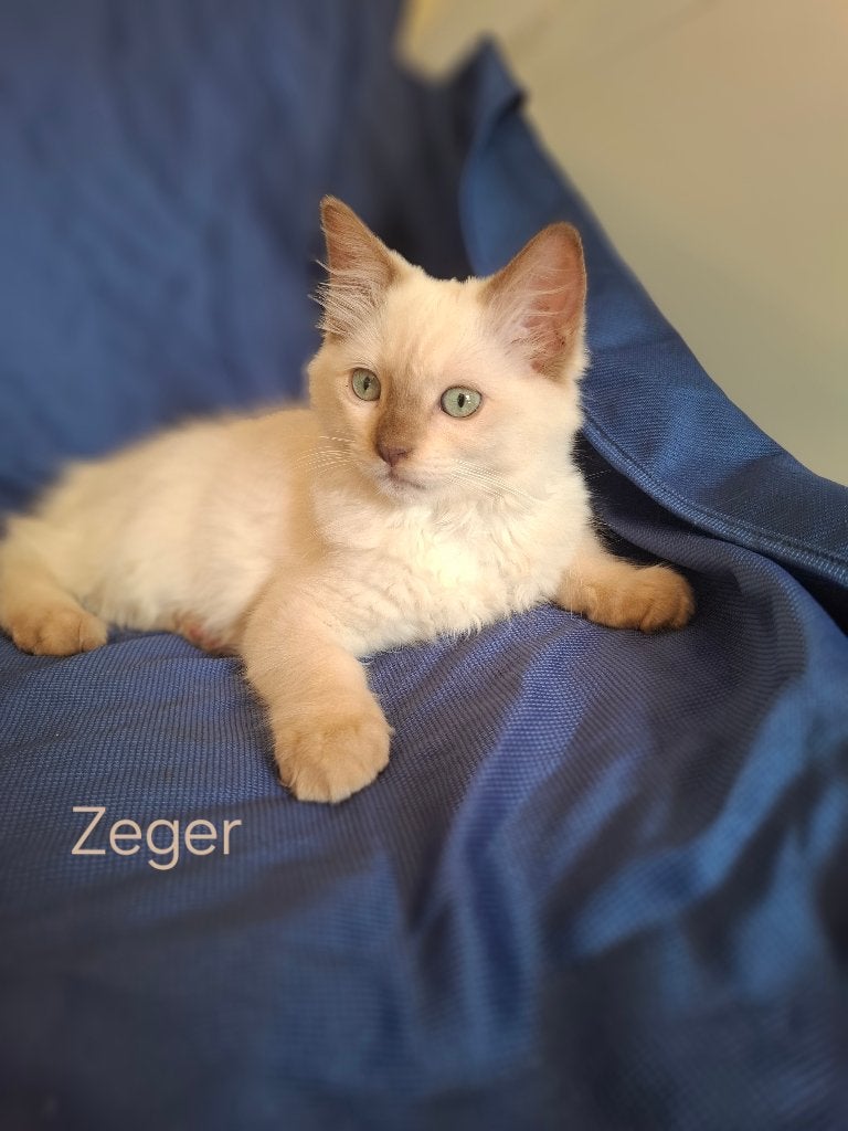 Ragdoll kittens met stamboom mogen verhuizen, Meerdere dieren, Met stamboom, 0 tot 2 jaar