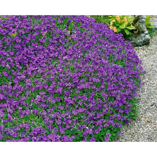 Aubrieta, ook wel randjesbloem en bodembedekker, Ophalen, Bodembedekkers, Volle zon, Vaste plant
