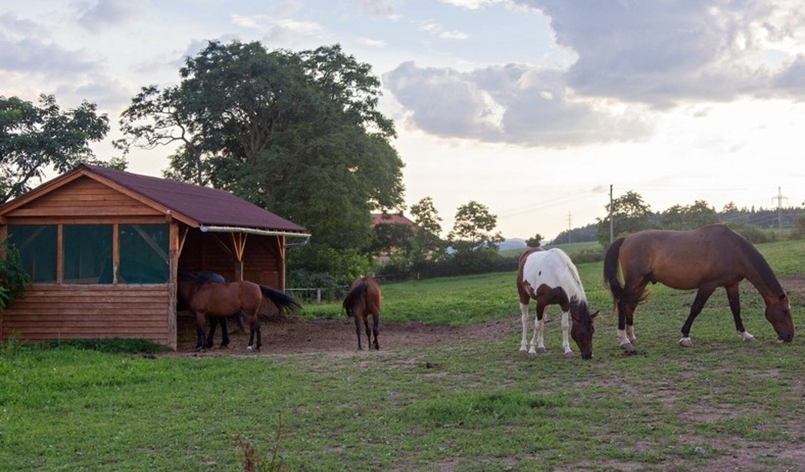 Gezocht paarden stalling in eigenbeheer of prive aan huis, Weidegang