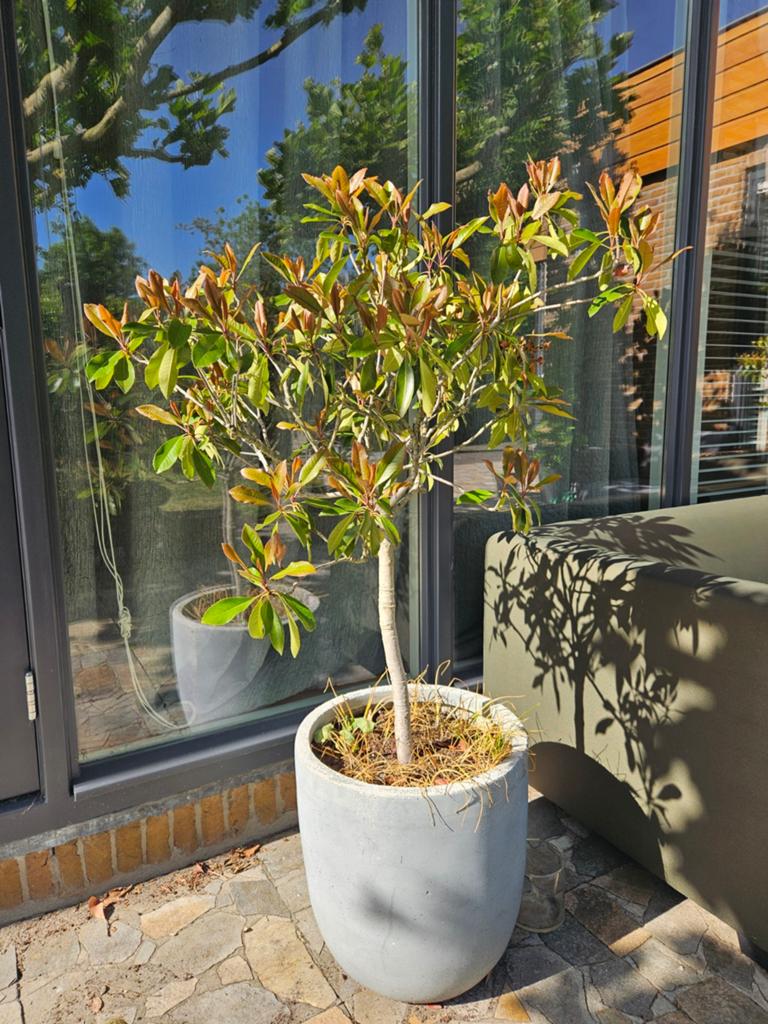 2 boompjes, waarschijnlijk glansmispel., Lente, 100 tot 250 cm, Ophalen, Volle zon