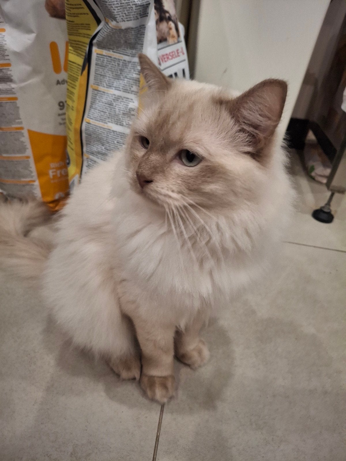 Ragdoll cinnamon kater met stamboom, Dieren en Toebehoren, Kater, Met stamboom, 0 tot 2 jaar
