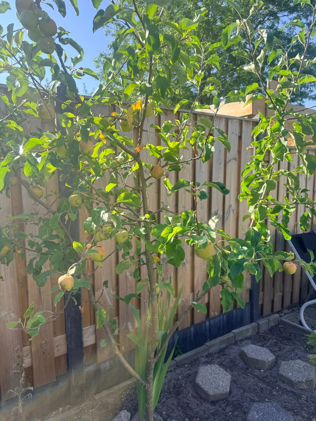 Appelboom met vruchten - Ideaal voor elke tuin, Tuin en Terras, Planten | Fruitbomen, Ophalen, Lente, Volle zon, Appelboom