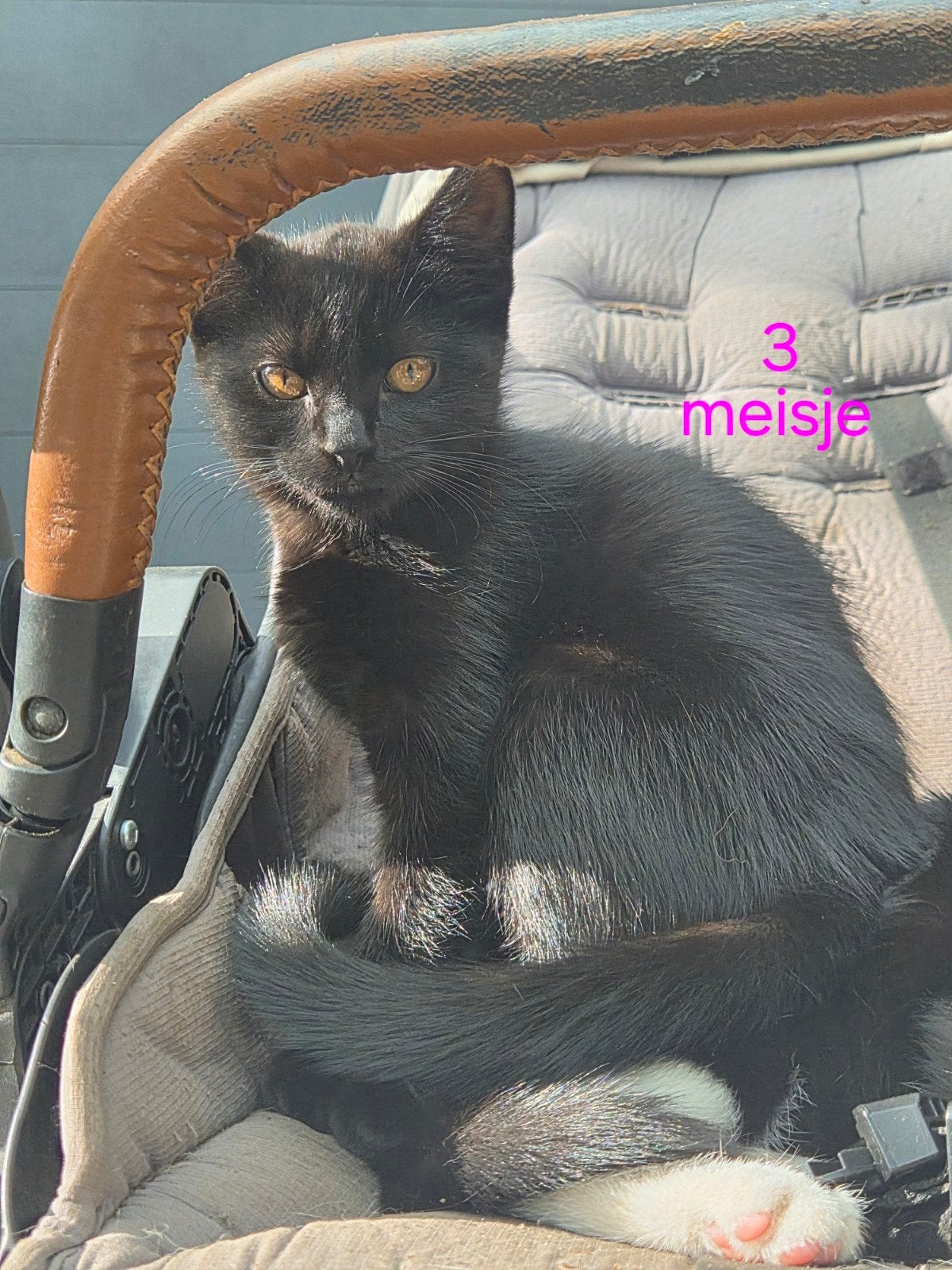 3 lieve jonge kittens ( poesjes), Dieren en Toebehoren, Poes, Kortharig, 0 tot 2 jaar
