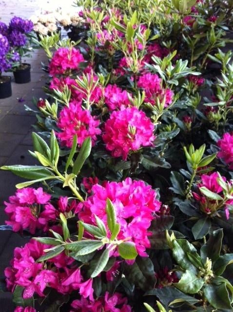 Klimop Hedera € 1,95 Groene haag hekwerk Rhododendron Azalea, Ophalen, Rhododendron, 100 tot 250 cm