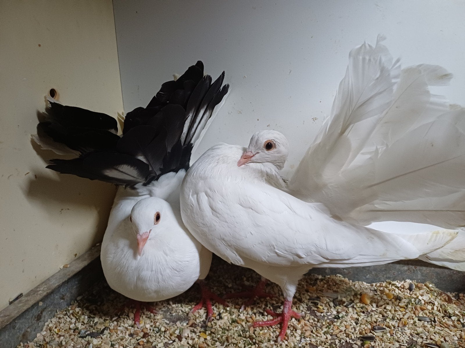 sierduiven pauwstaartjes, Dieren en Toebehoren, Meerdere dieren