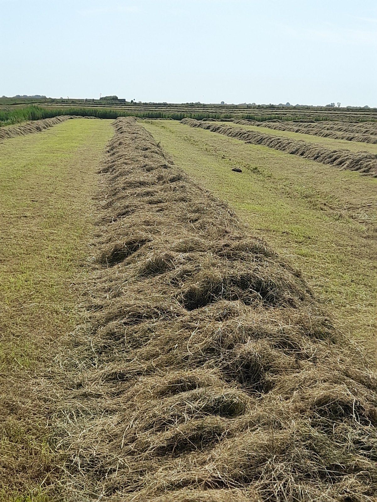 Hooibalen - Vers van het land, Ophalen of Verzenden