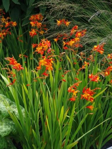 Crocosmia bollen - Vurige kleuren voor uw tuin, Ophalen of Verzenden, Voorjaar, Volle zon, Bloembol