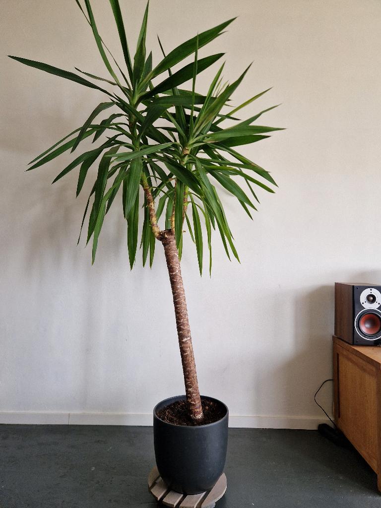 Yucca en dracaena plant, Ophalen, Halfschaduw, Yucca, 150 tot 200 cm