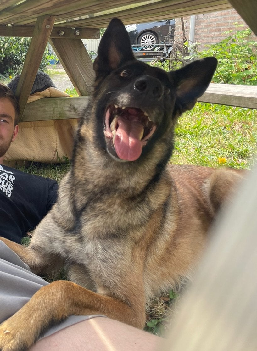 Lieve (blinde) hond zoekt oppas, Ophalen of Verzenden