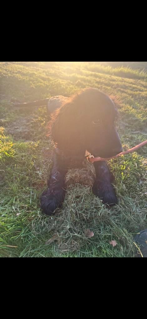 Cocker spaniel pup, 15 weken tot 1 jaar, Reu, Parvo, Eén hond