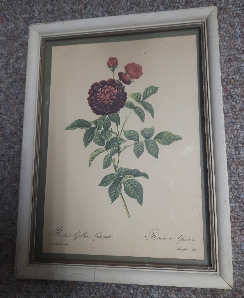 Ingelijste prent Rosa gallica gueriniana van Rosier Guerin, Minder dan 50 cm, Gebruikt, Ophalen of Verzenden, Print