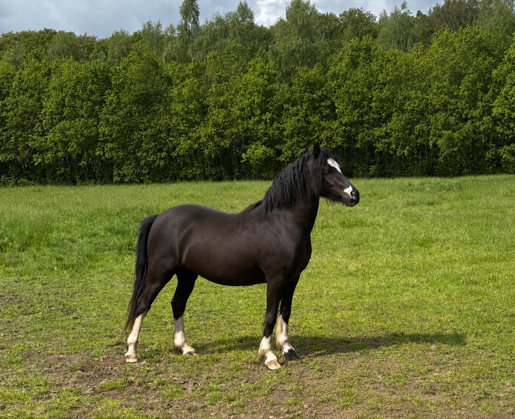 Sectie C Welsh Pony (welsh pony of cob type), Dieren en Toebehoren, Pony's, Merrie