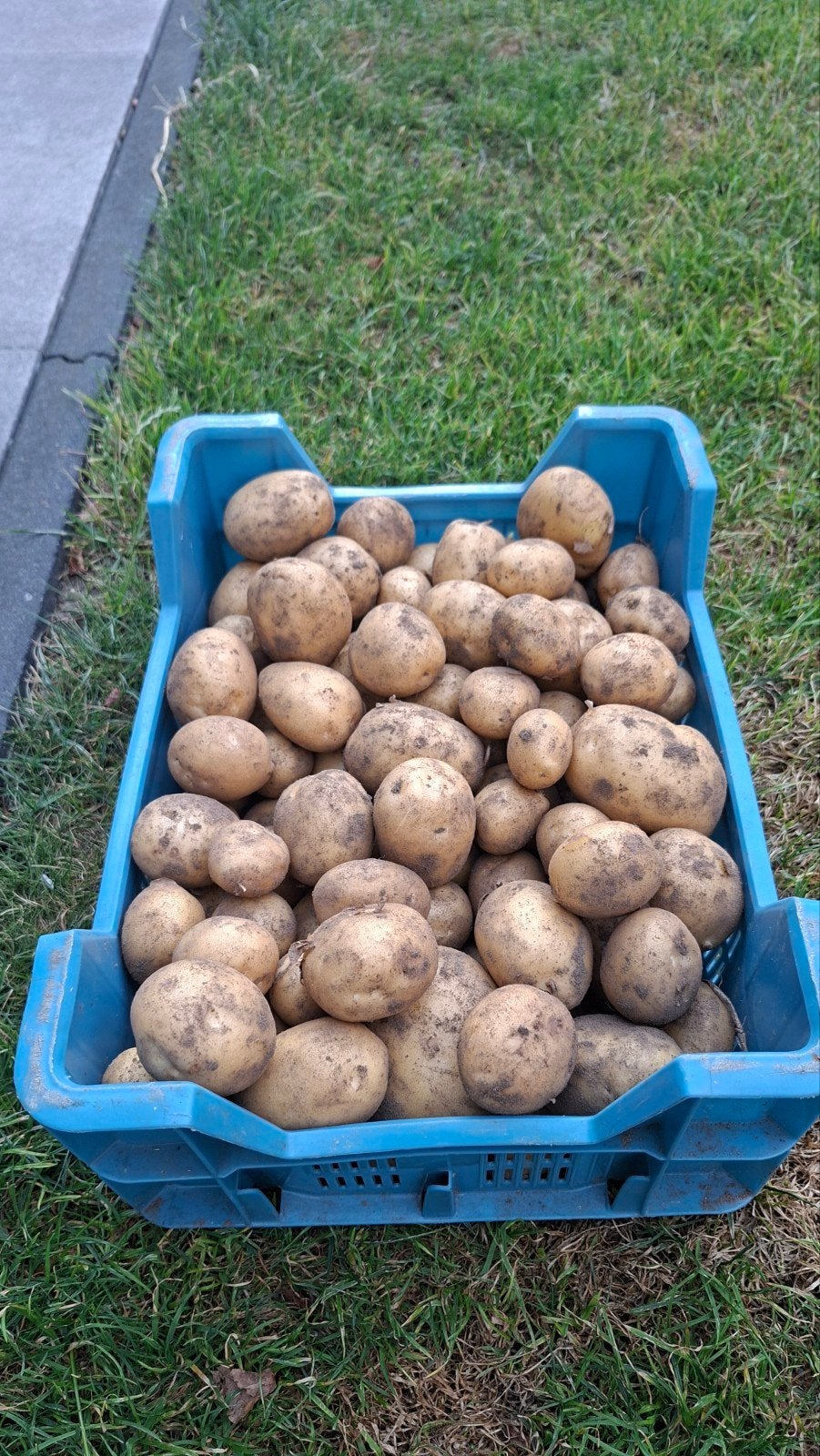 Biologische aardappelen uit eigen tuin, Ophalen of Verzenden