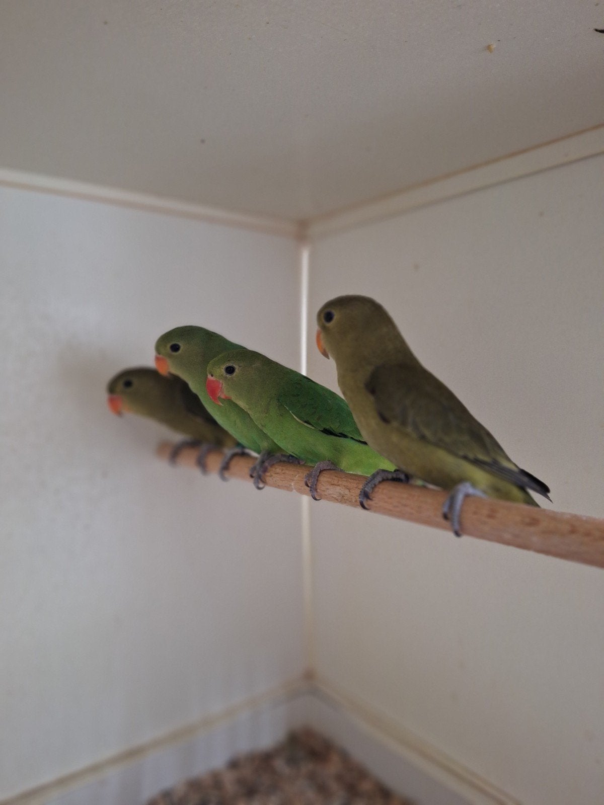 jonge taranta's  taranta, Dieren en Toebehoren, Vogels | Parkieten en Papegaaien, Meerdere dieren, Dwergpapegaai of Agapornis