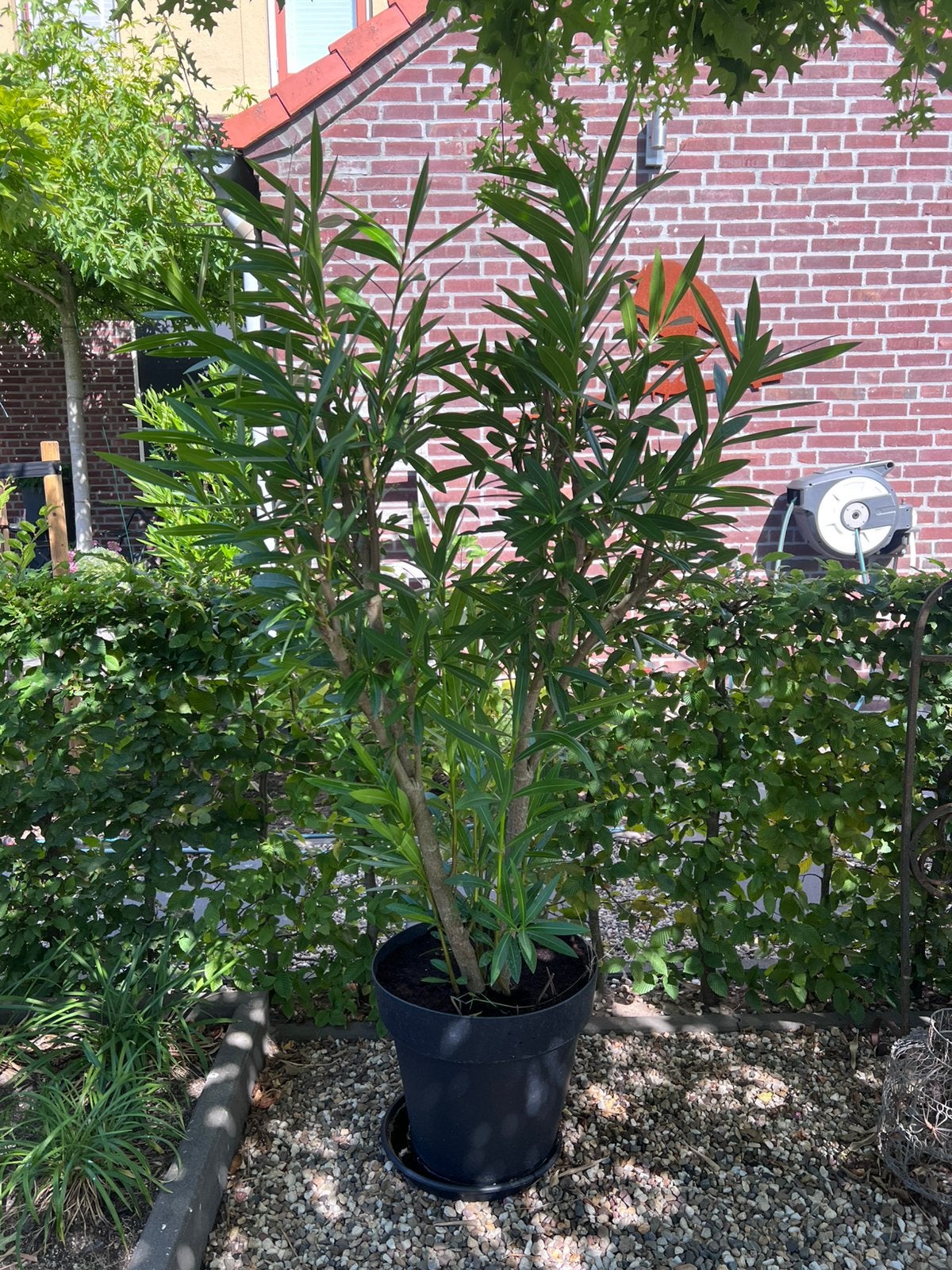 Oleander 1.65 mtr hoog, Overige soorten, 100 tot 250 cm, Zomer, Ophalen