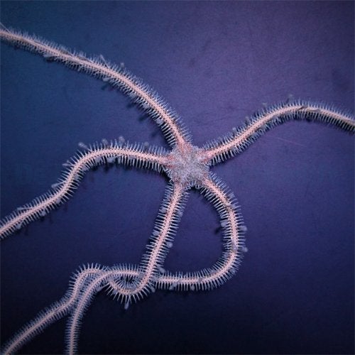 Ophiomastix annulosa - roze slangenster, Dieren en Toebehoren, Vissen | Aquariumvissen, Overige typen, Zoutwatervis