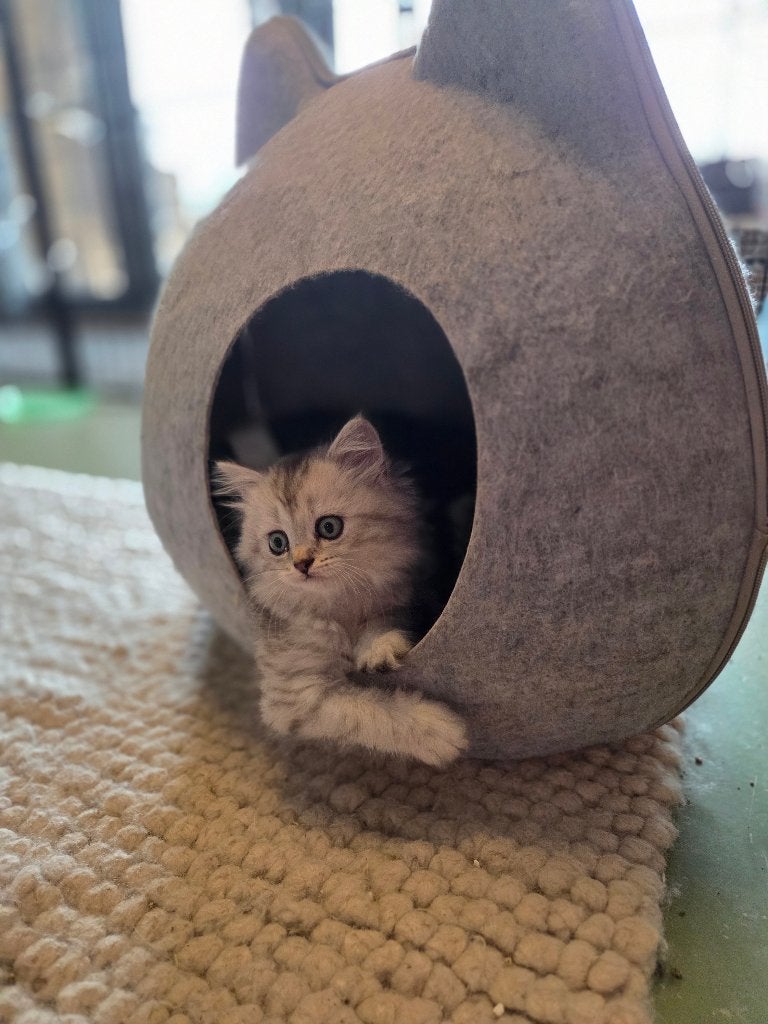 Super sociale britse korthaar kittens, Dieren en Toebehoren, Kater, Gechipt