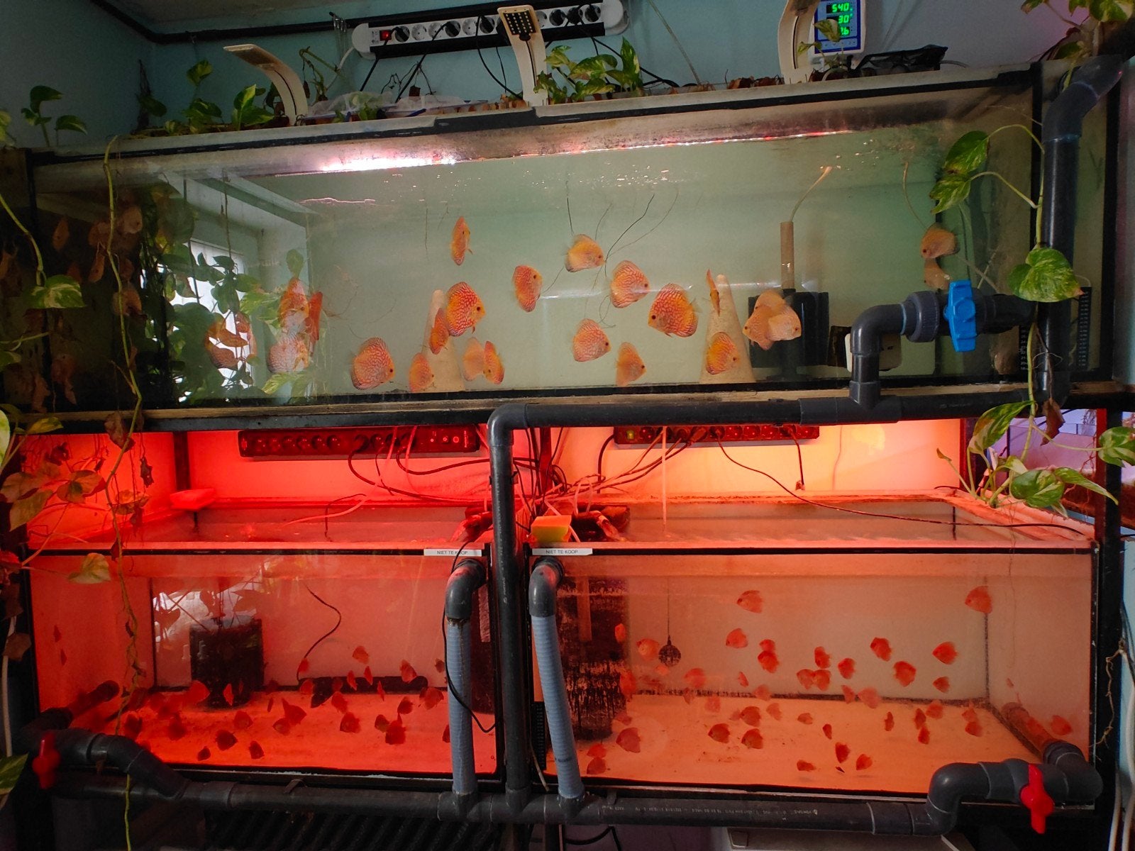 Discusvissen Averbode België eigen kweek, Dieren en Toebehoren, Vissen | Aquariumvissen, Vis, Zoetwatervis, Schoolvis